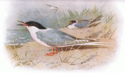 Roseate Tern, fra British Birds udgivet af Longmans, 1932